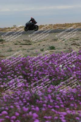media/Jan-14-2023-SoCal Trackdays (Sat) [[497694156f]]/Turn 14 Exit Bloomig (145pm)/